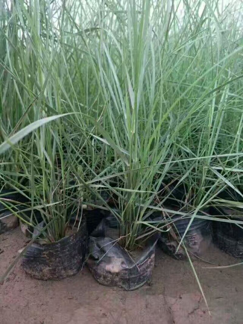 粉黛乱子草苗多年生观赏草特价毛芒乱子草苗利草庭院花卉