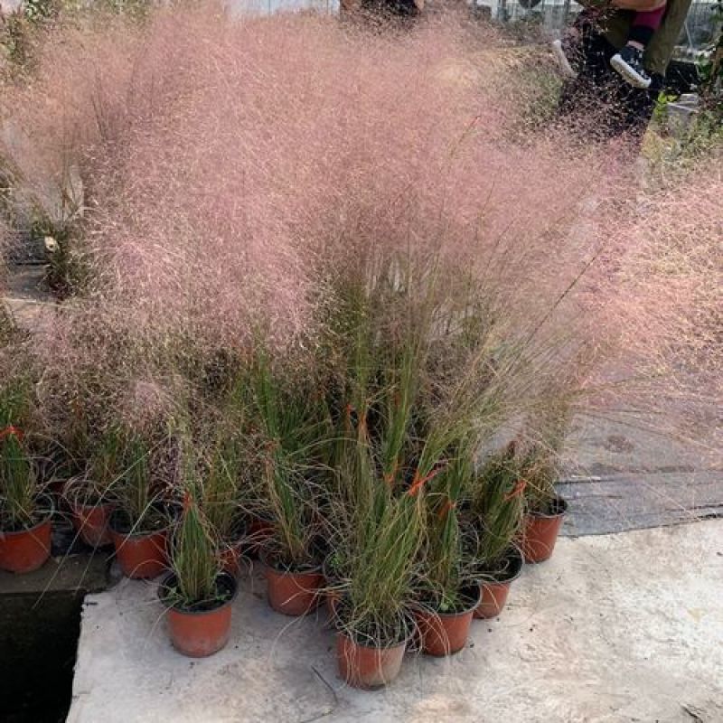 粉黛乱子草苗多年生观赏草特价毛芒乱子草苗利草庭院花卉