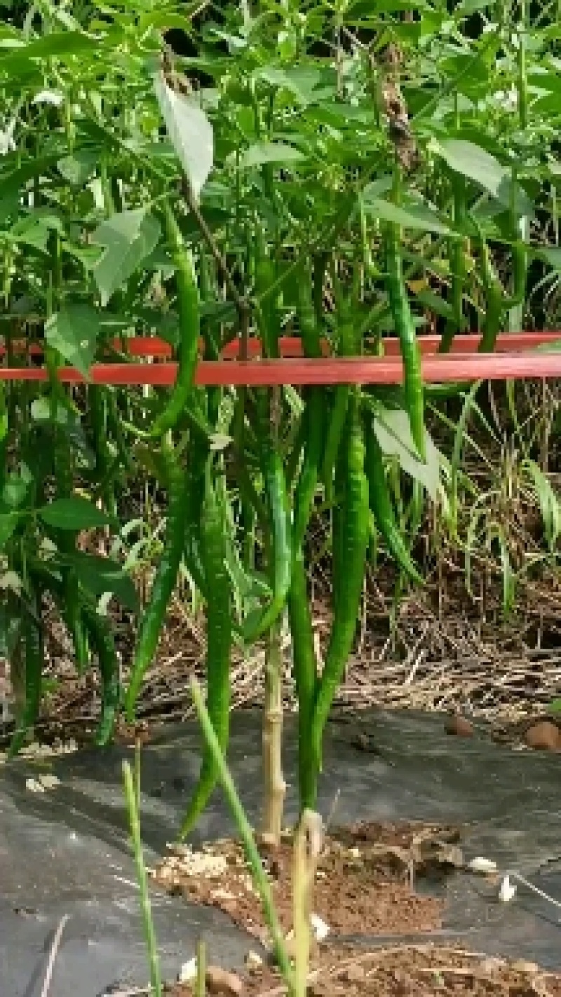 基地自己种的