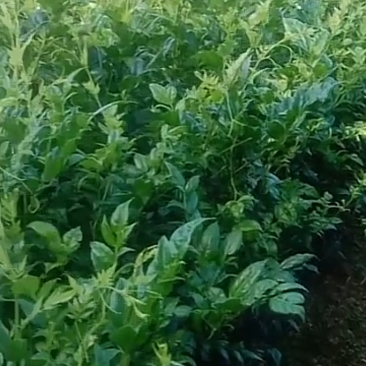 莓茶