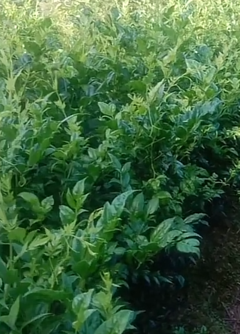 莓茶
