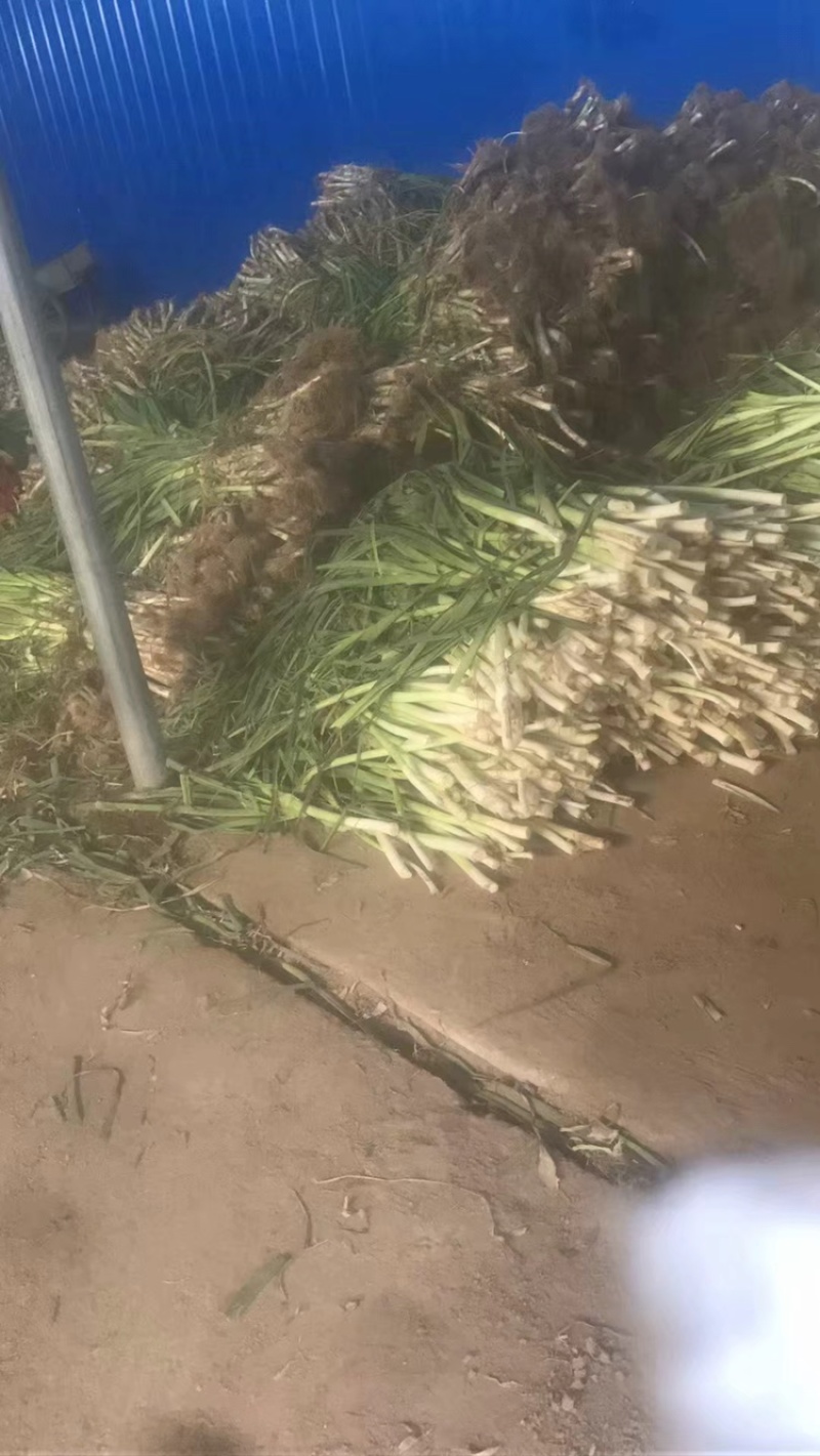 脱水香葱粉.100目.厂家直销.量大包邮