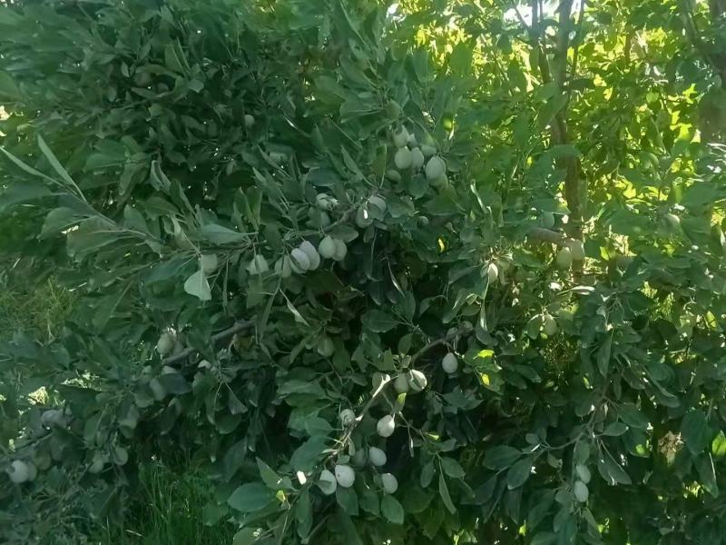 新疆伽师县法兰西西梅全国招代理支持一件代发落地配