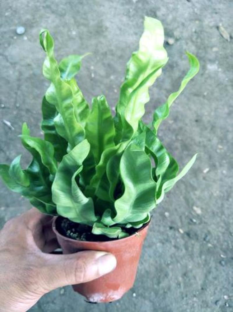火焰蕨鸟巢蕨稀有品种室内好养盆景绿植净化空气