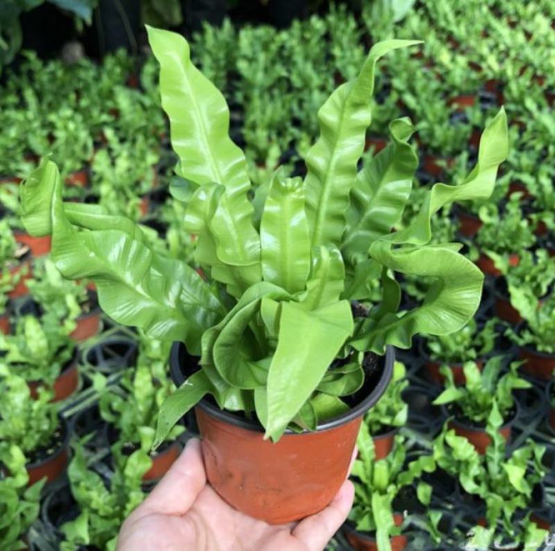 火焰蕨鸟巢蕨稀有品种室内好养盆景绿植净化空气