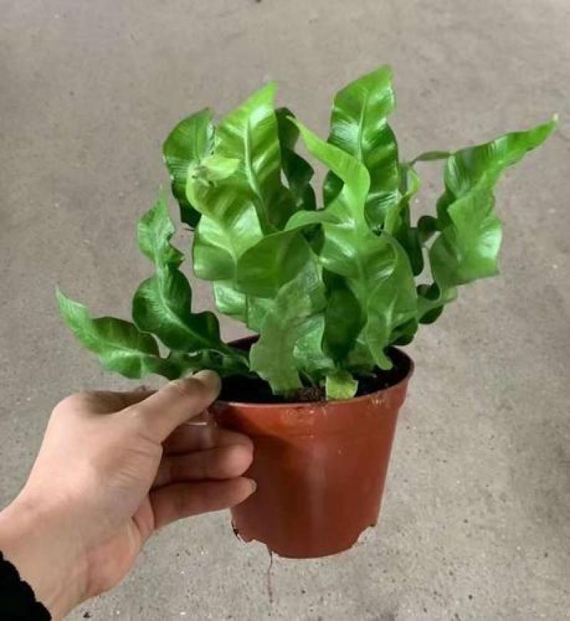 火焰蕨鸟巢蕨稀有品种室内好养盆景绿植净化空气