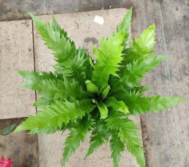 火焰蕨鸟巢蕨稀有品种室内好养盆景绿植净化空气