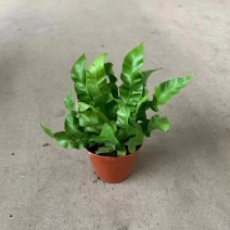 火焰蕨鸟巢蕨稀有品种室内好养盆景绿植净化空气