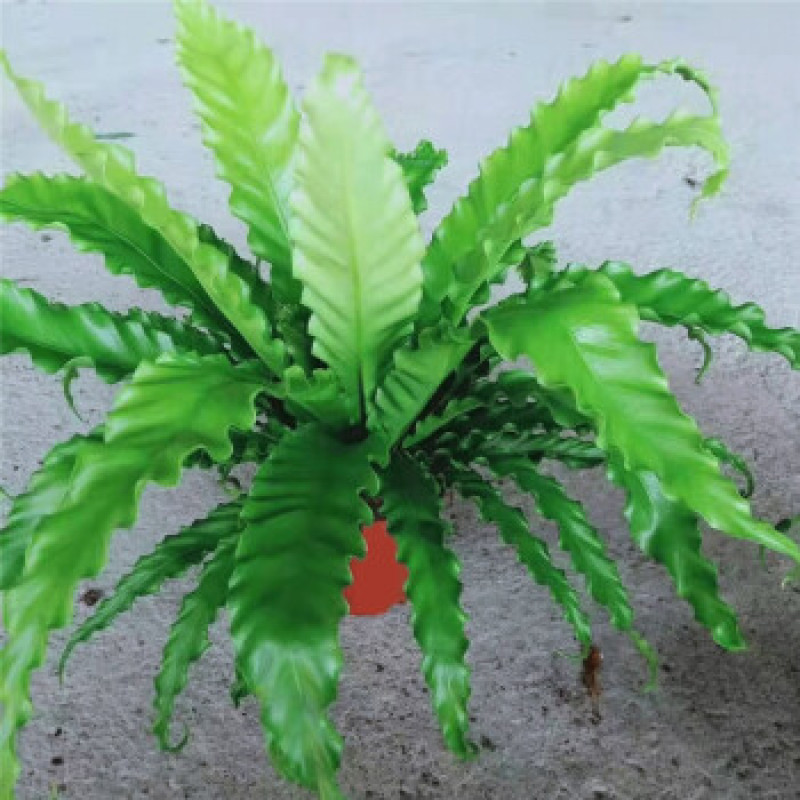 火焰蕨鸟巢蕨稀有品种室内好养盆景绿植净化空气