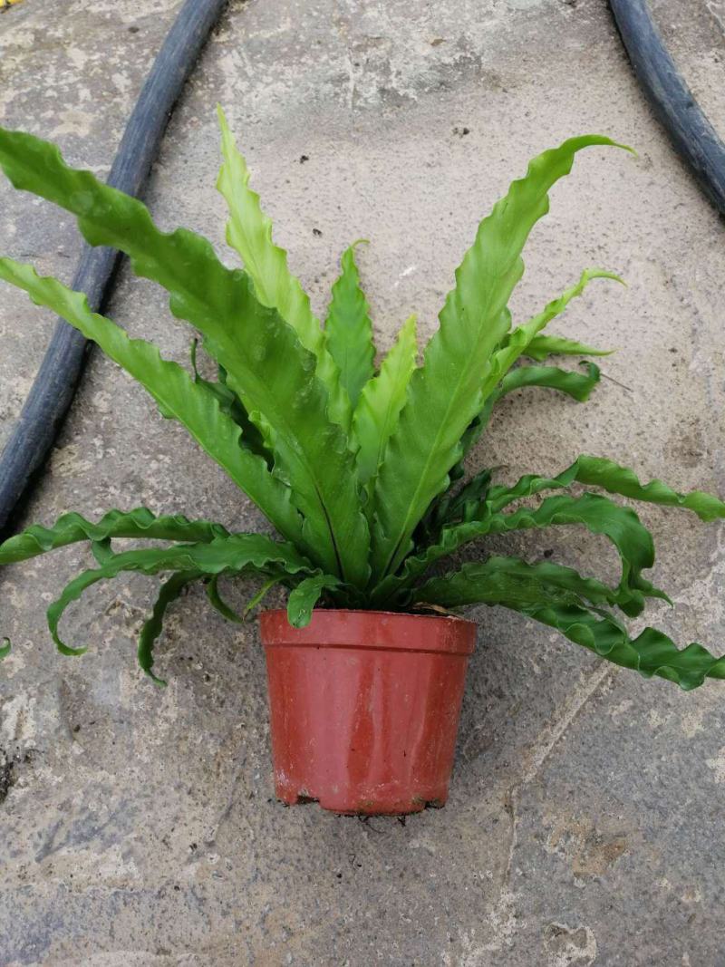 火焰蕨鸟巢蕨稀有品种室内好养盆景绿植净化空气