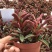 多肉植物红背椒草老桩绿植盆栽稀有肉肉小贵货微景观四季