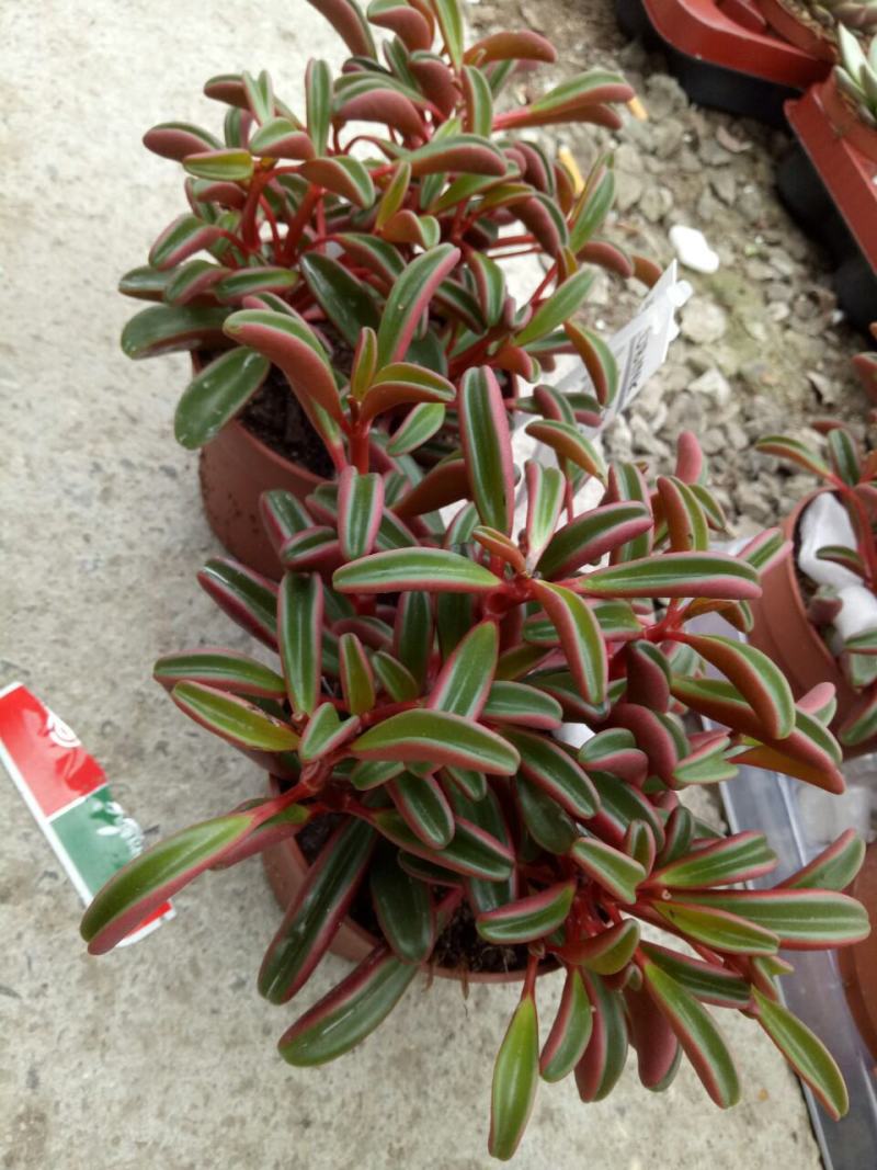 多肉植物红背椒草老桩绿植盆栽稀有肉肉小贵货微景观四季