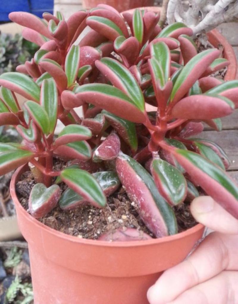 多肉植物红背椒草老桩绿植盆栽稀有肉肉小贵货微景观四季