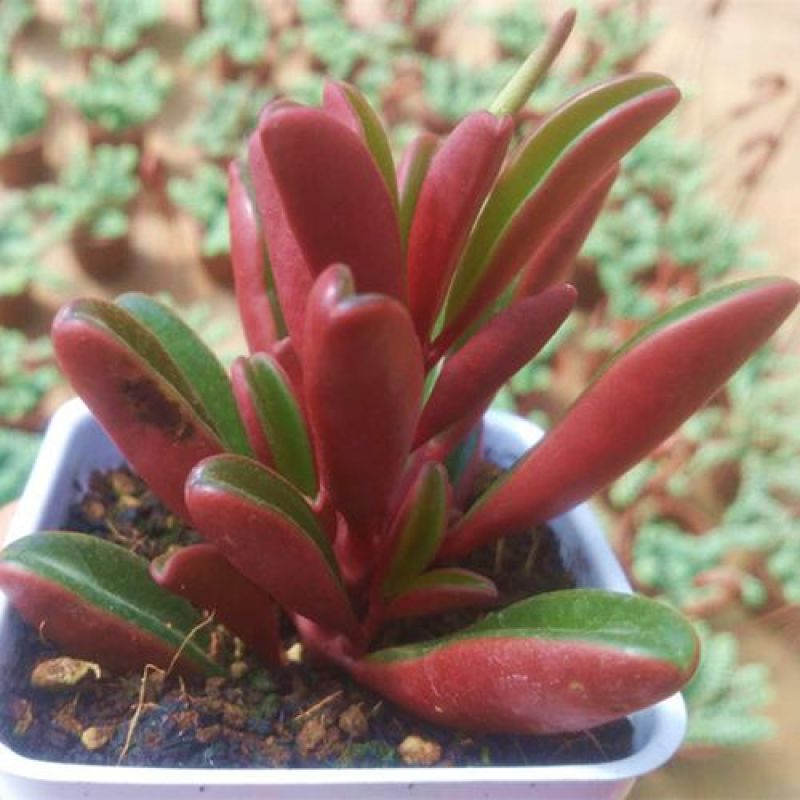 多肉植物红背椒草老桩绿植盆栽稀有肉肉小贵货微景观四季