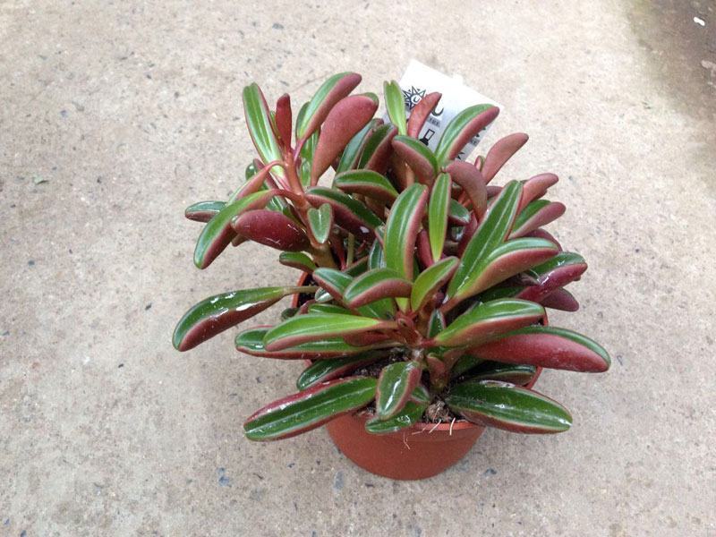 多肉植物红背椒草老桩绿植盆栽稀有肉肉小贵货微景观四季