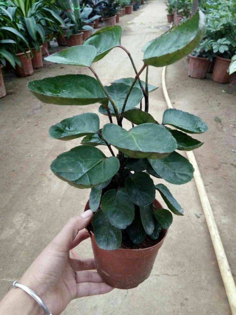 金钱兜福禄桐绿植盆栽钱多多办公室内客厅招财植物四季常青