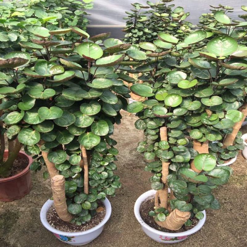 金钱兜福禄桐绿植盆栽钱多多办公室内客厅招财植物四季常青