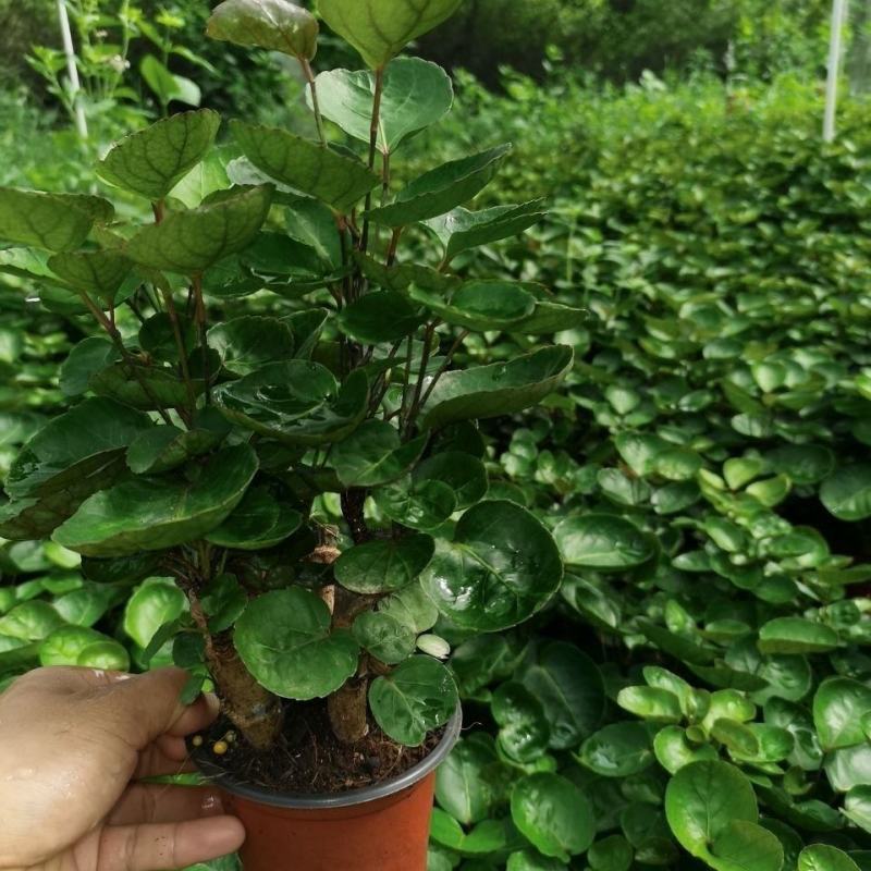 金钱兜福禄桐绿植盆栽钱多多办公室内客厅招财植物四季常青