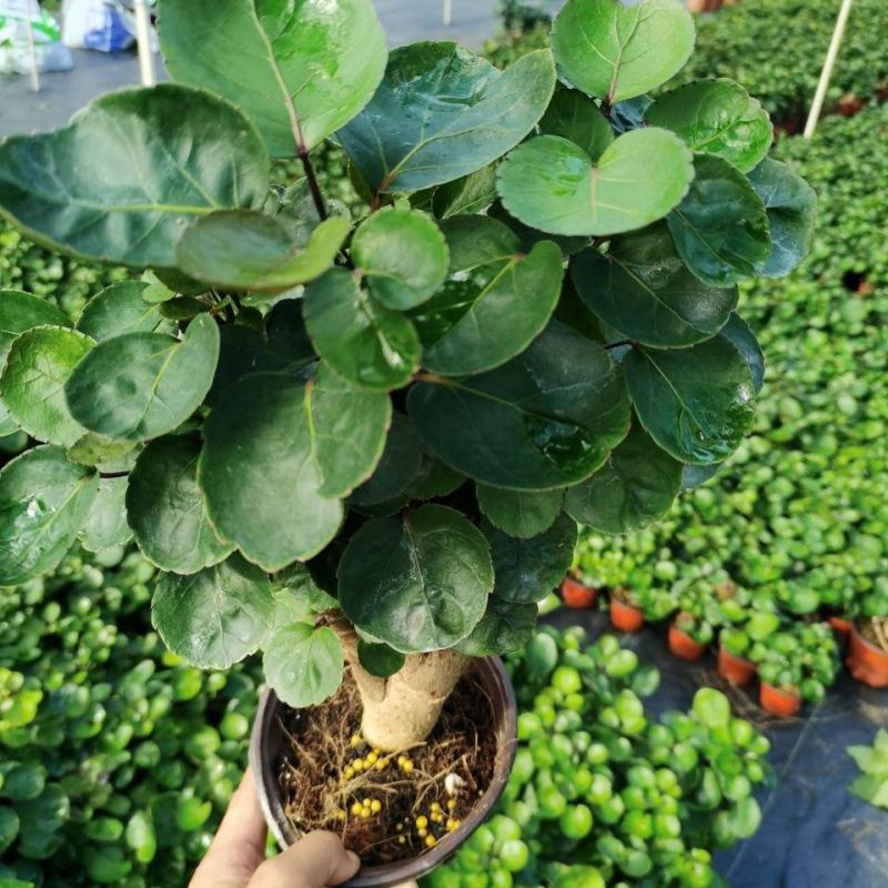 金钱兜福禄桐绿植盆栽钱多多办公室内客厅招财植物四季常青