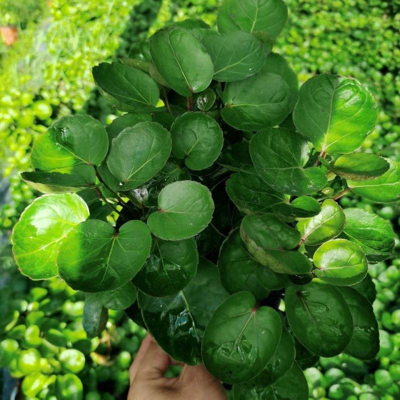 金钱兜福禄桐绿植盆栽钱多多办公室内客厅招财植物四季常青