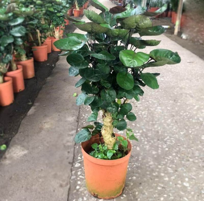 金钱兜福禄桐绿植盆栽钱多多办公室内客厅招财植物四季常青