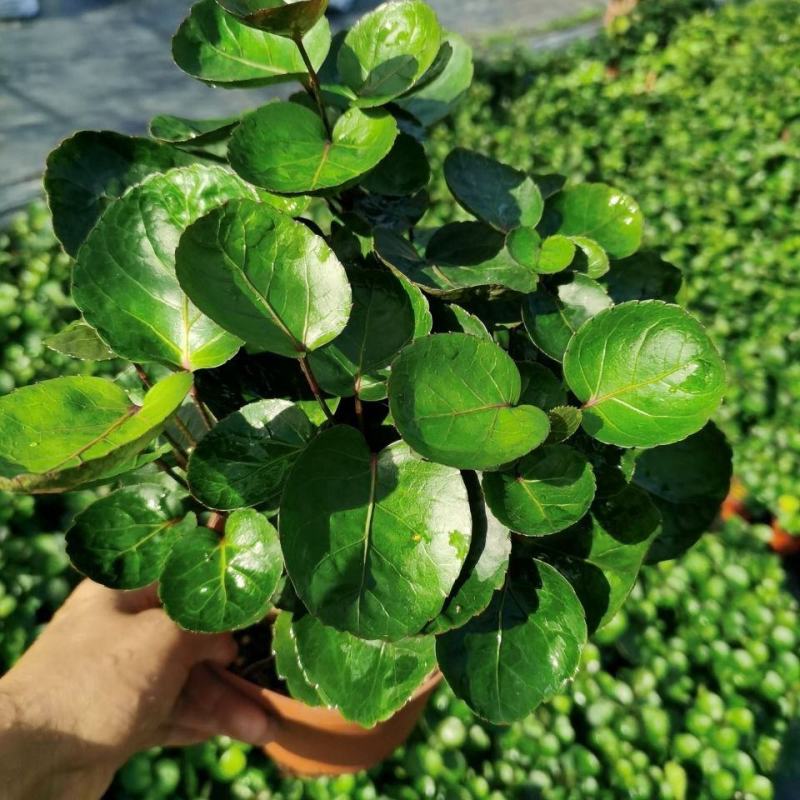 金钱兜福禄桐绿植盆栽钱多多办公室内客厅招财植物四季常青