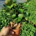 金钱兜福禄桐绿植盆栽钱多多办公室内客厅招财植物四季常青