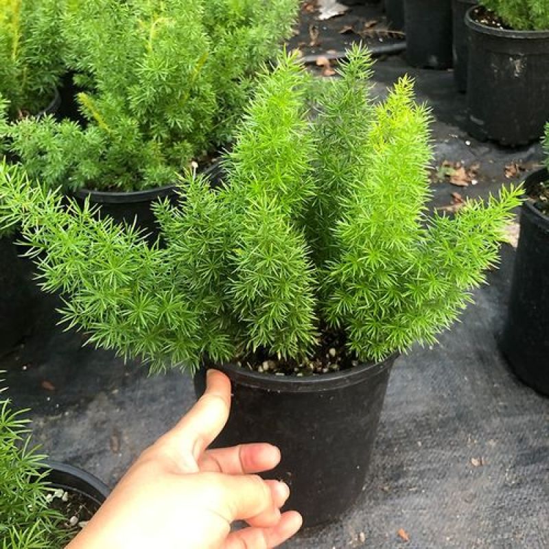 虎尾天门冬绿色盆栽耐阴耐寒易活四季常青阳台庭院花镜宿根