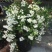冰生溲疏花雪球花雪樱花庭院阳台盆栽花卉多年生常绿灌木