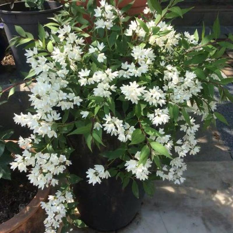 冰生溲疏花雪球花雪樱花庭院阳台盆栽花卉多年生常绿灌木