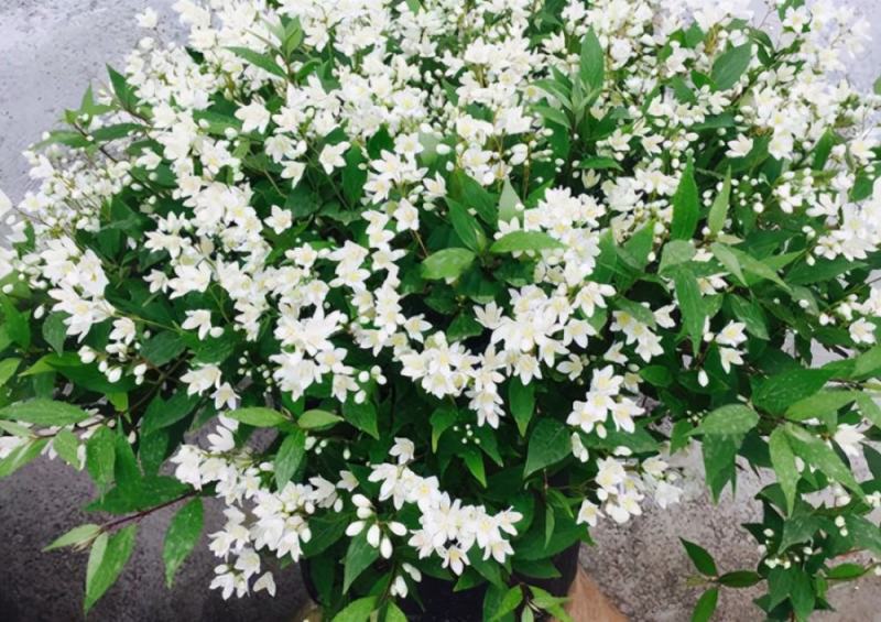 冰生溲疏花雪球花雪樱花庭院阳台盆栽花卉多年生常绿灌木