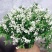 冰生溲疏花雪球花雪樱花庭院阳台盆栽花卉多年生常绿灌木