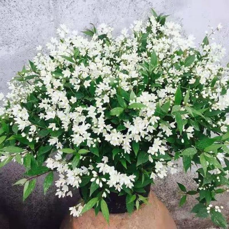 冰生溲疏花雪球花雪樱花庭院阳台盆栽花卉多年生常绿灌木