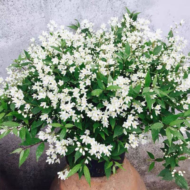冰生溲疏花雪球花雪樱花庭院阳台盆栽花卉多年生常绿灌木
