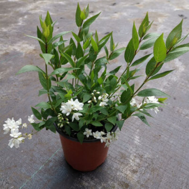 冰生溲疏花雪球花雪樱花庭院阳台盆栽花卉多年生常绿灌木