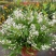 冰生溲疏花雪球花雪樱花庭院阳台盆栽花卉多年生常绿灌木