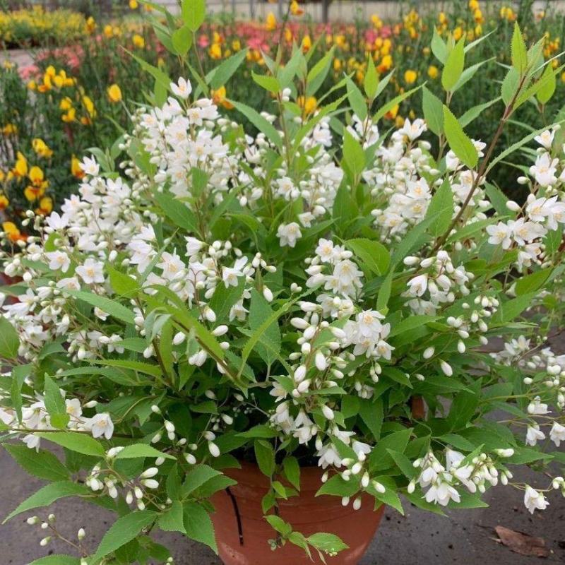 冰生溲疏花雪球花雪樱花庭院阳台盆栽花卉多年生常绿灌木