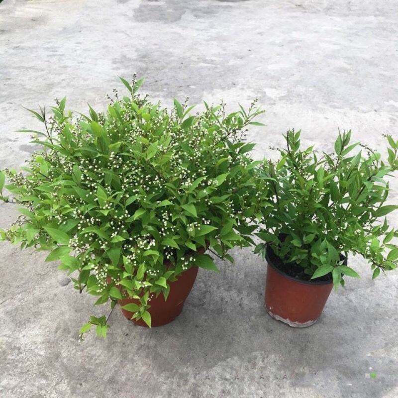 冰生溲疏花雪球花雪樱花庭院阳台盆栽花卉多年生常绿灌木