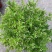 冰生溲疏花雪球花雪樱花庭院阳台盆栽花卉多年生常绿灌木
