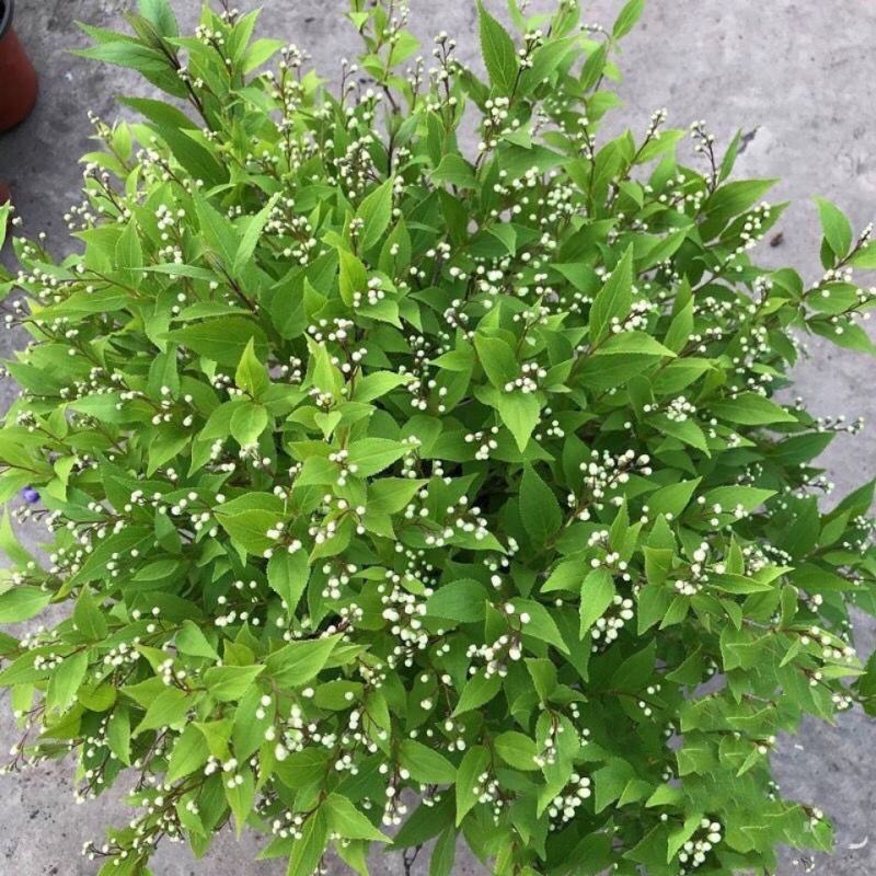 冰生溲疏花雪球花雪樱花庭院阳台盆栽花卉多年生常绿灌木
