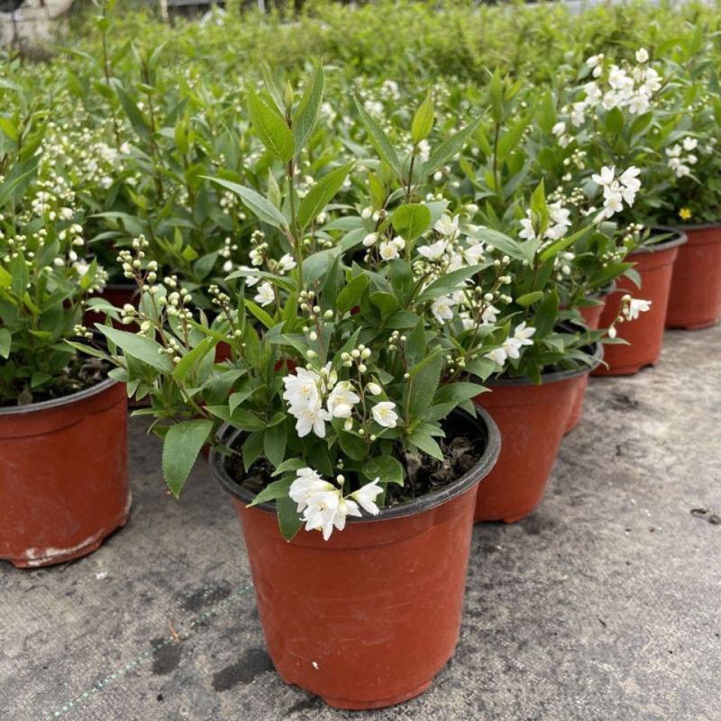 冰生溲疏花雪球花雪樱花庭院阳台盆栽花卉多年生常绿灌木