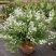 冰生溲疏花雪球花雪樱花庭院阳台盆栽花卉多年生常绿灌木