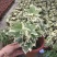 熊掌木花叶八角金盘四季常绿净化空气花园阳台室内绿植盆栽