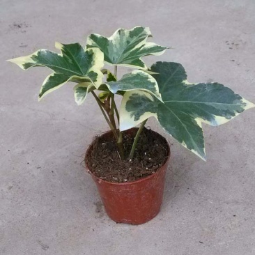 熊掌木花叶八角金盘四季常绿净化空气花园阳台室内绿植盆栽