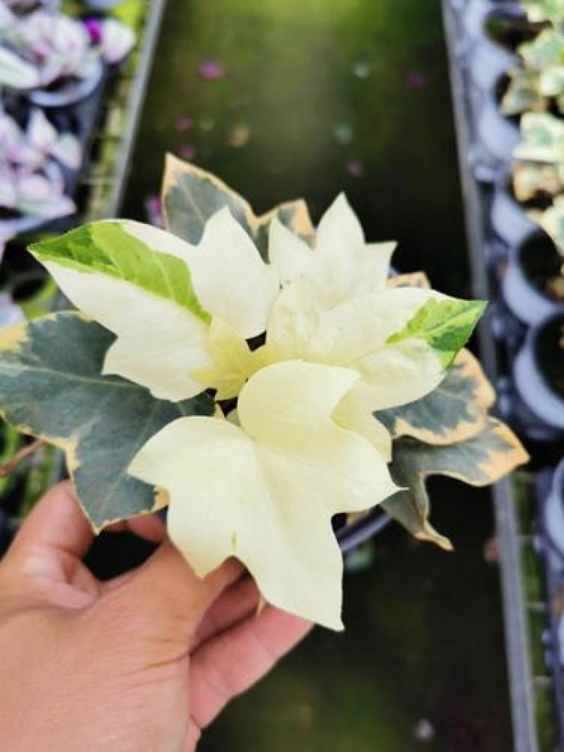 熊掌木花叶八角金盘四季常绿净化空气花园阳台室内绿植盆栽