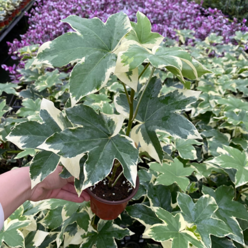 熊掌木花叶八角金盘四季常绿净化空气花园阳台室内绿植盆栽