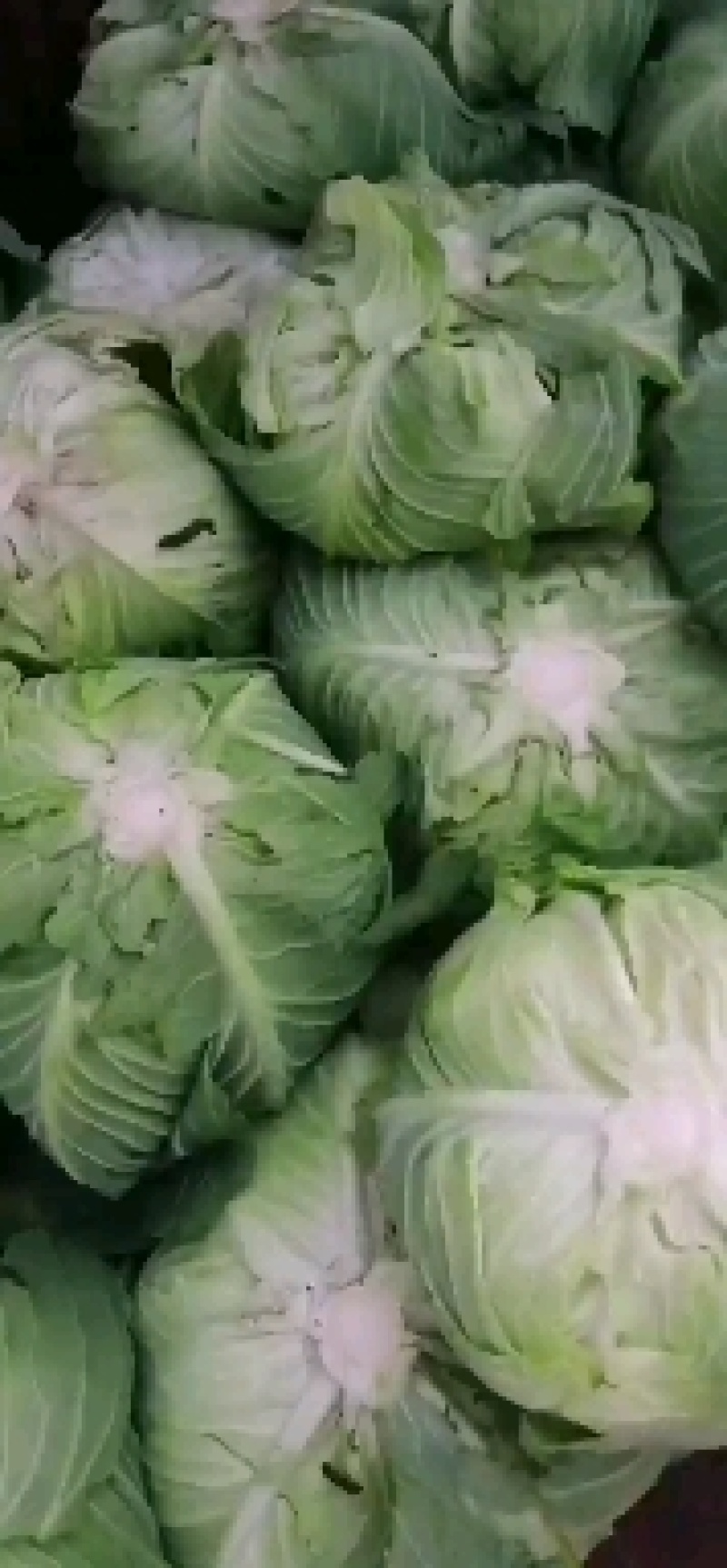高海拔地区精品丰园，无虫眼，质量好，欢迎新老客户下单过来
