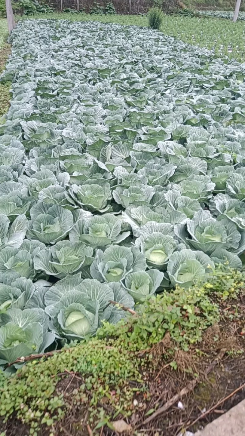 高海拔地区精品丰园，无虫眼，质量好，欢迎新老客户下单过来