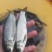 大规格草鱼苗，1两到1斤每条都有。