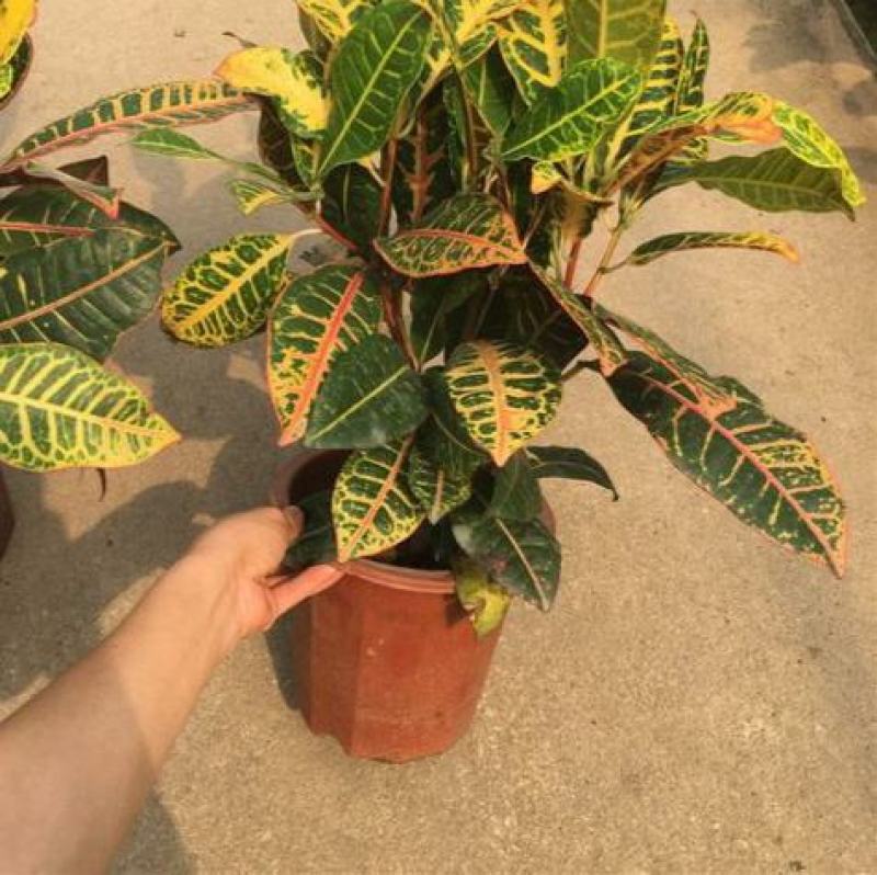 七彩变叶木盆栽耐热四季盆栽量大优惠提供视频看货